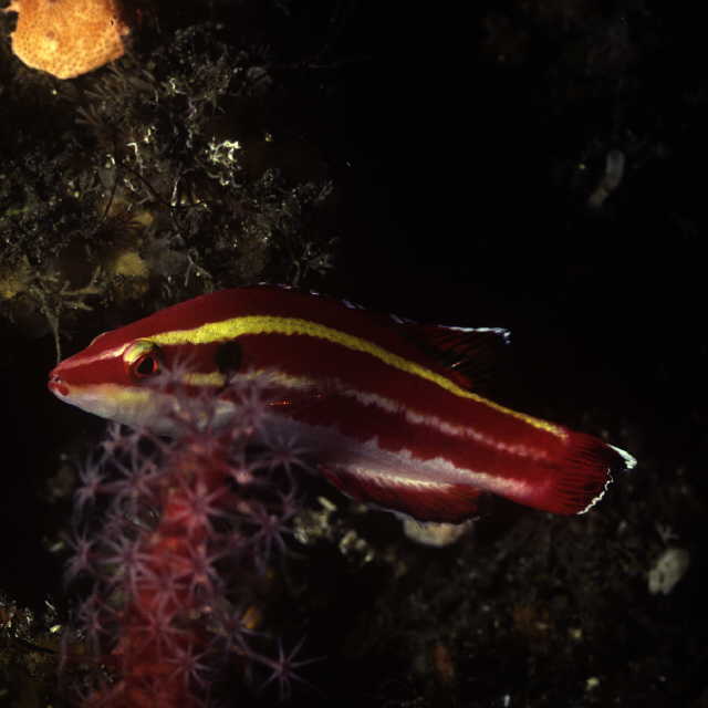 Bodianus masudai